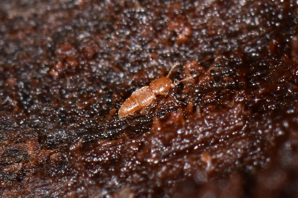 Ptiliidae:  Ptinella sp?